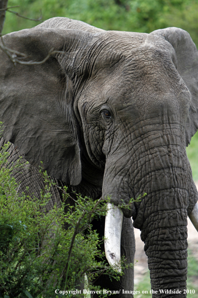 African Bull Elephant 