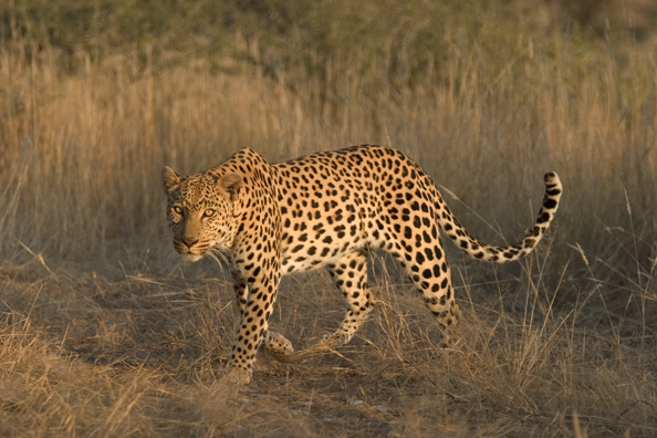 Leopard in habitat. Africa