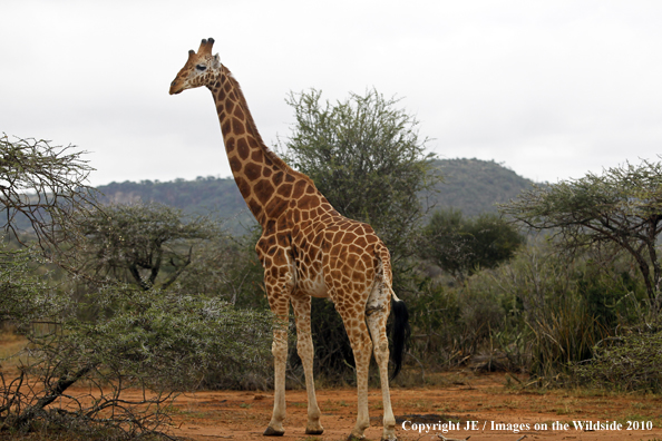 Reticulated Giraffe 