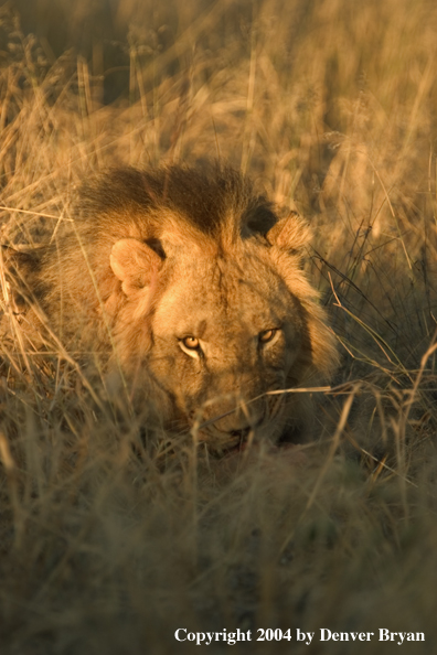 Male African lion in habitat. Africa