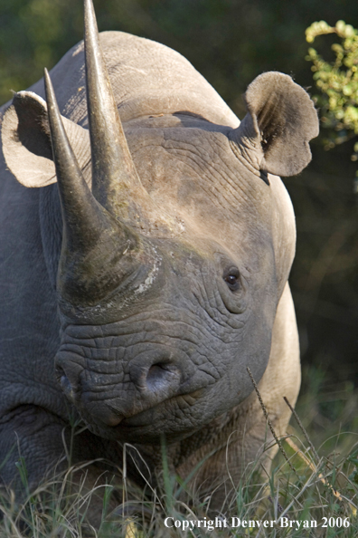 Black rhino in Africa.