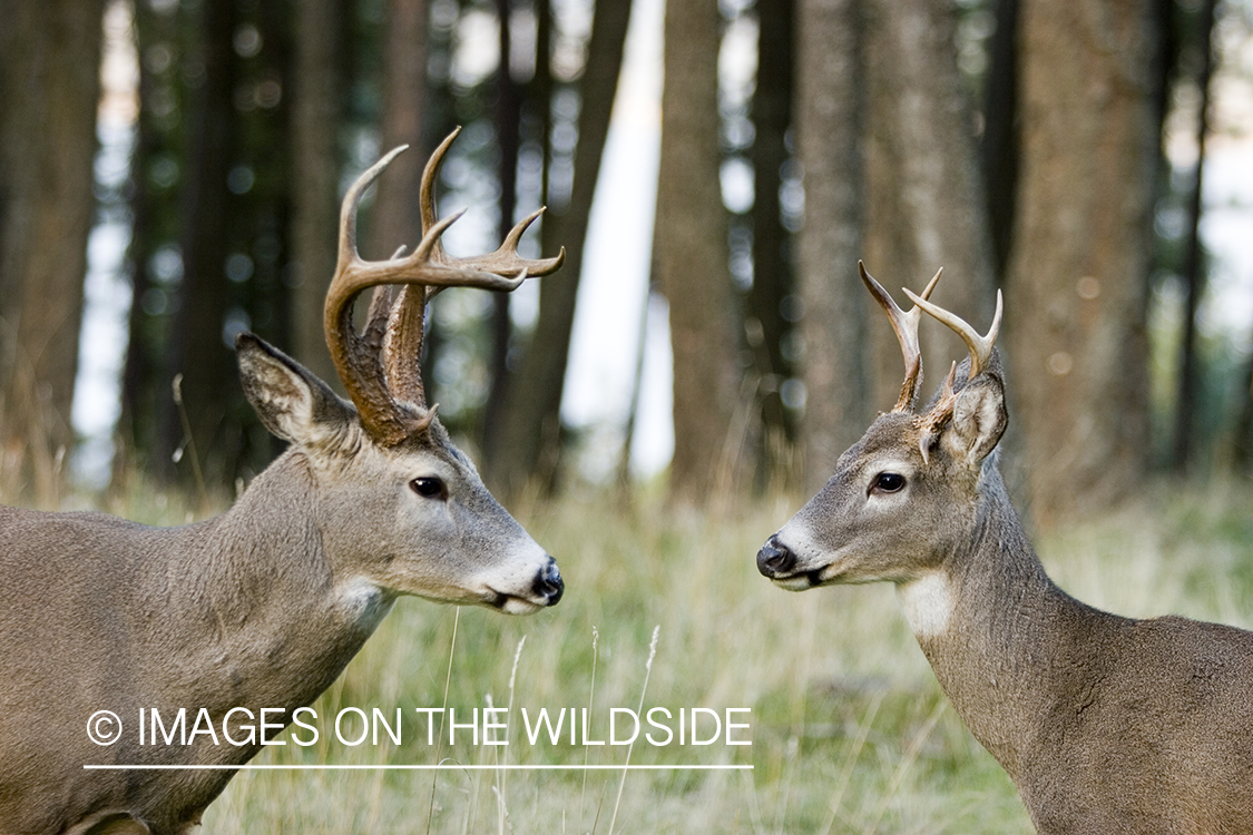 Whitetailed deer in forest challenging one another.