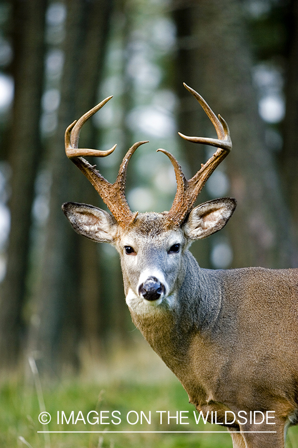 White-tailed deer in habitat. 