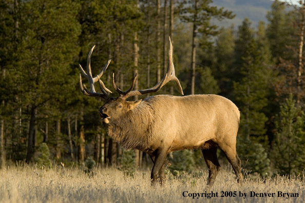 Rocky Mountain bull elk bugling.