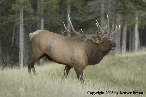 Rocky Mountain bull elk walking in field.