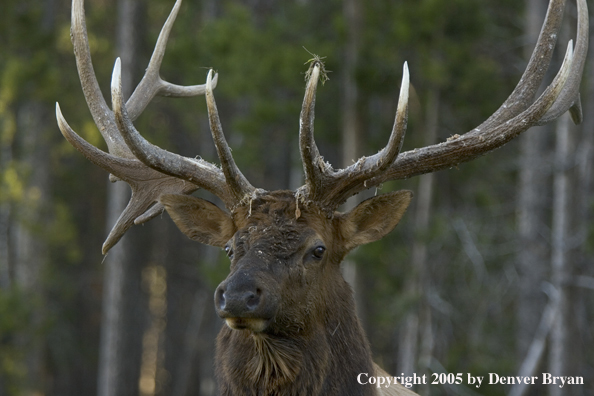 Rocky Mountain bull elk.