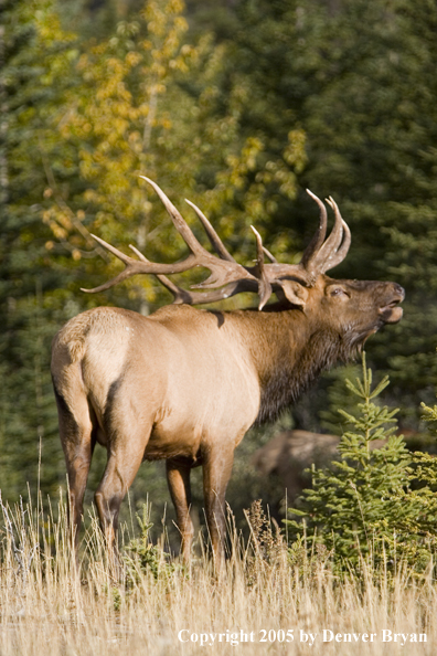 Rocky Mountain bull elk bugling.