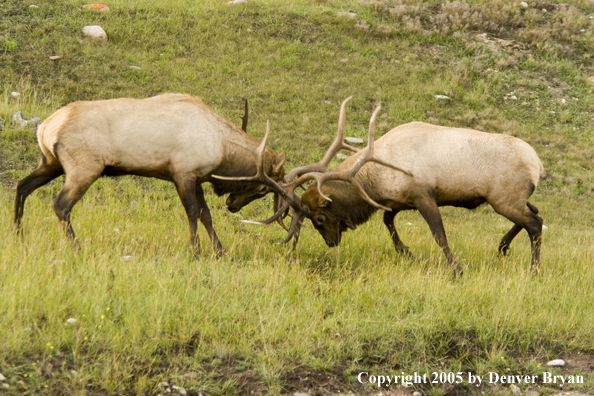 Bull elk fighting.