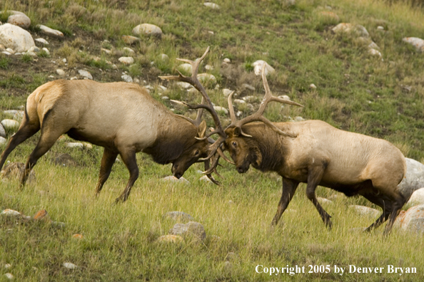 Bull elk fighting.