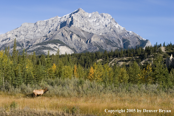 Bull elk in habitat.