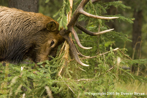 Bull elk rubbing on sapling.