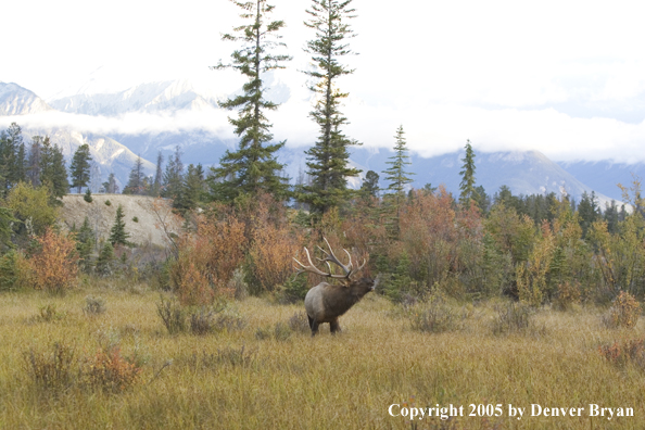 Rocky Mountain bull elk bugling.