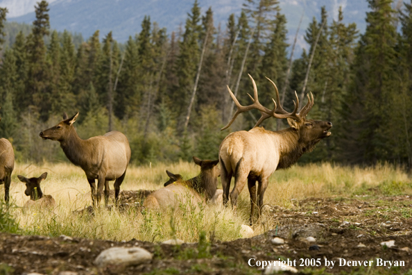 Rocky Mountain bull elk bugling with cows.