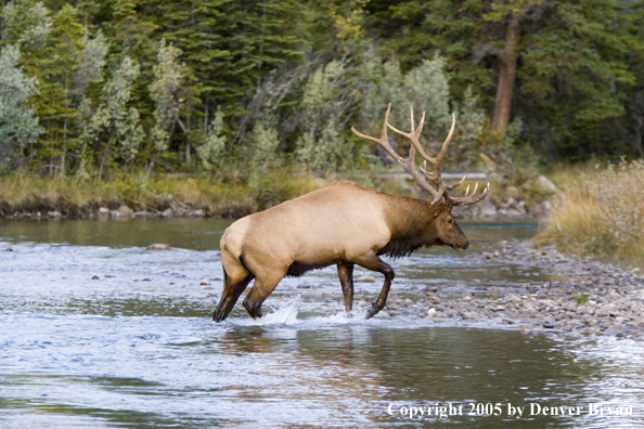 Bull elk in habitat.