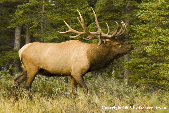 Rocky Mountain bull elk bugling.