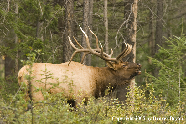 Rocky Mountain bull elk bugling.