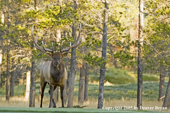 Bull elk in habitat.