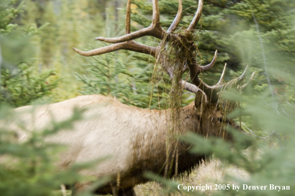 Bull elk in habitat.