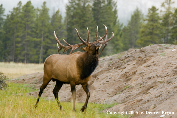 Bull elk in habitat.