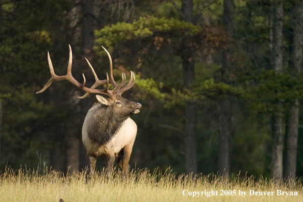 Rocky Mountain bull elk bugling.