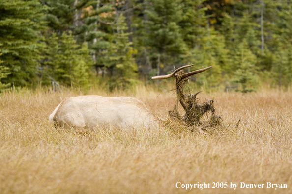 Bull elk in habitat.