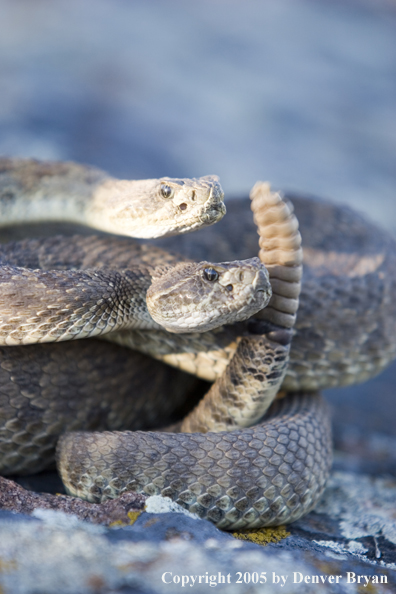 Rattlesnakes on rocks.