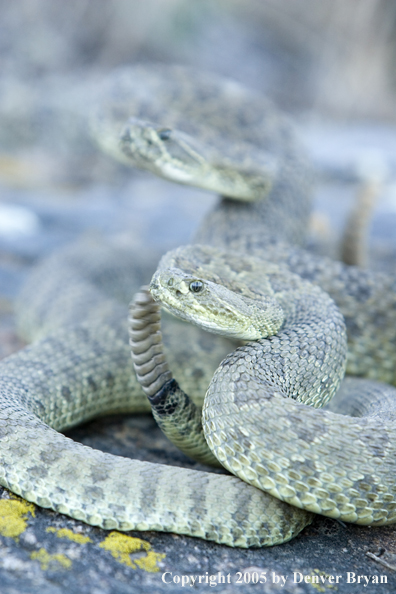 Rattlesnakes on rocks.