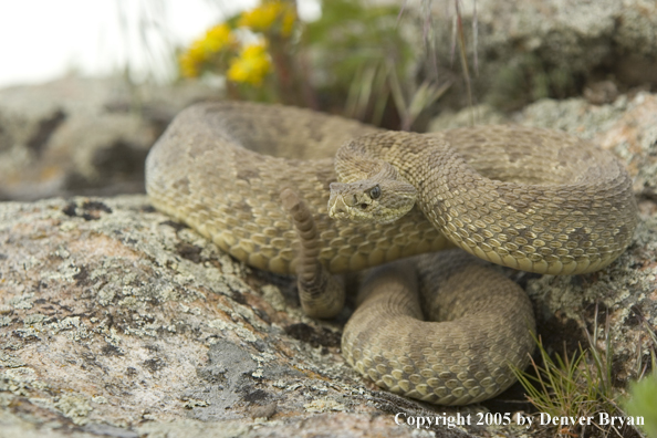 Rattlesnake on rocks.