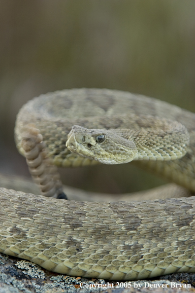 Rattlesnake on rocks.