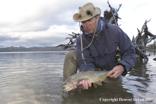 Flyfisherman releasing cutthroat trout.