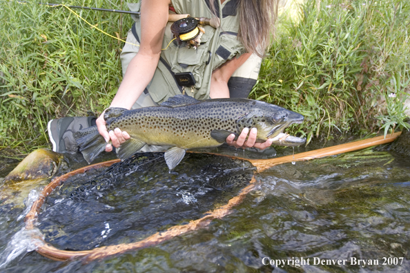 Woman flyfisher with large brown trout.