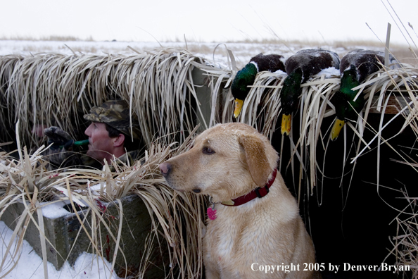 Duck hunter and yellow labrador in blind with bagged mallards on roof. 