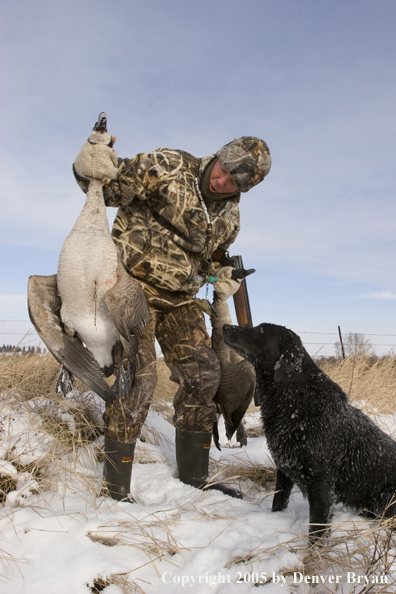 Goose hunter with black labrador in field displays bagged geese during the winter.