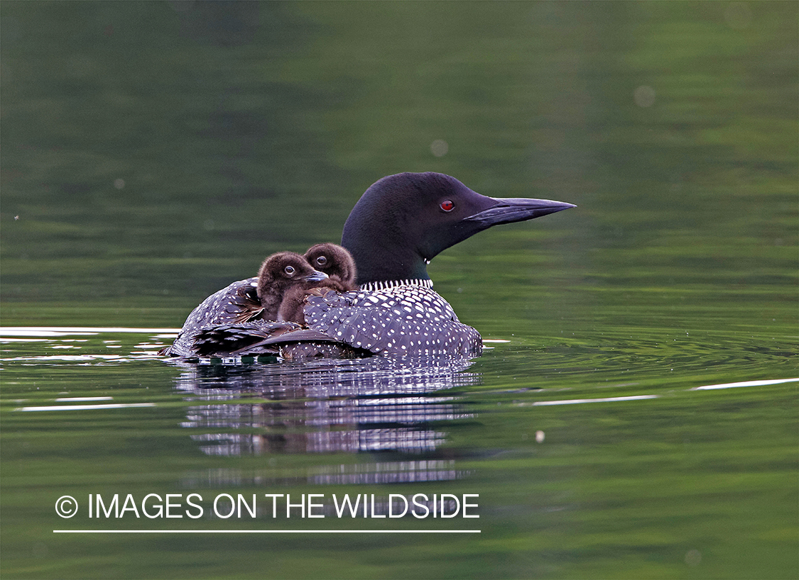 Loon carrying her chicks.