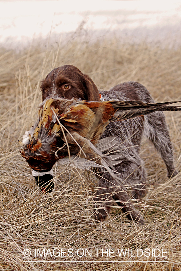 Pointing Griffon retrieving bagged pheasant. 