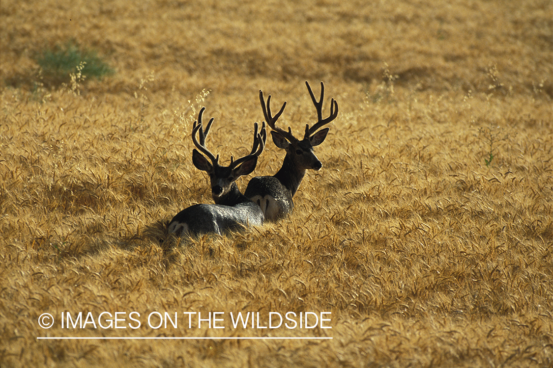 Mule deer bucks in velvet.
