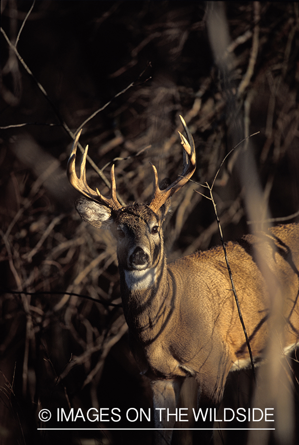 Whitetail deer in habitat.