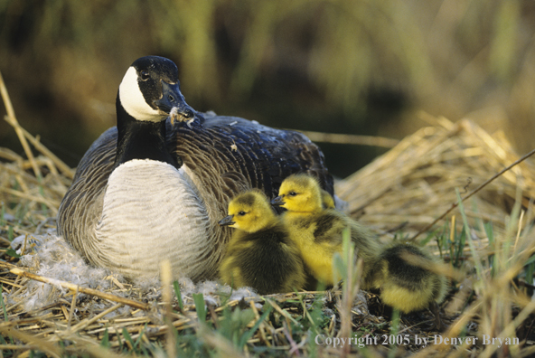 Canada goose on nest with newly hatched goslings.