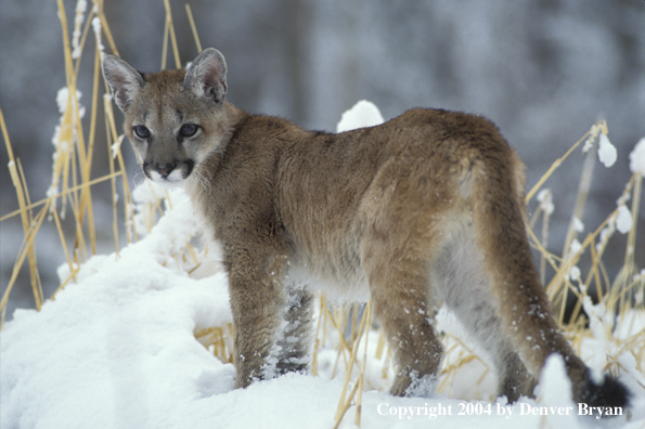 Mountain lion cub in habitat