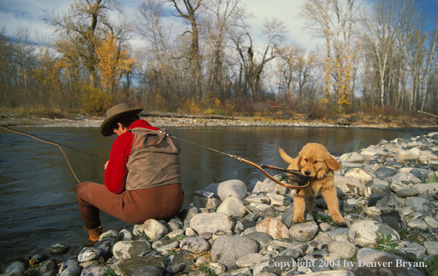 Flyfisherman tying flies with Golden retriver puppy pulling on net.