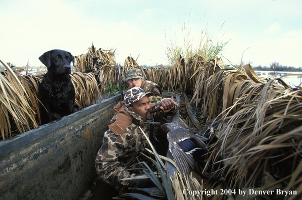 Waterfowl hunters with black Lab. 