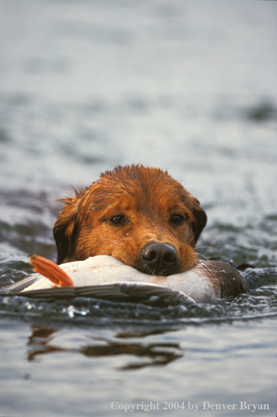 Golden Retriever with bagged duck.  