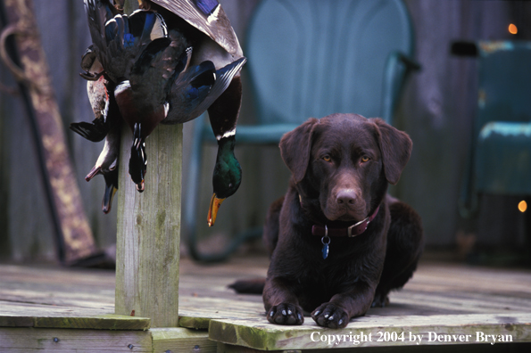 Chocolate Labrador Retriever with bagged ducks.