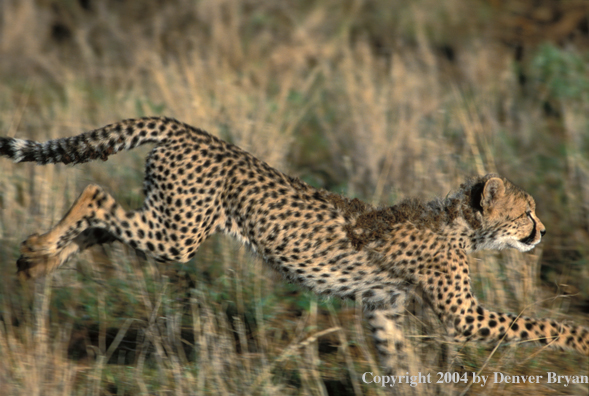 Cheetah running in field.  Kenya, Africa.