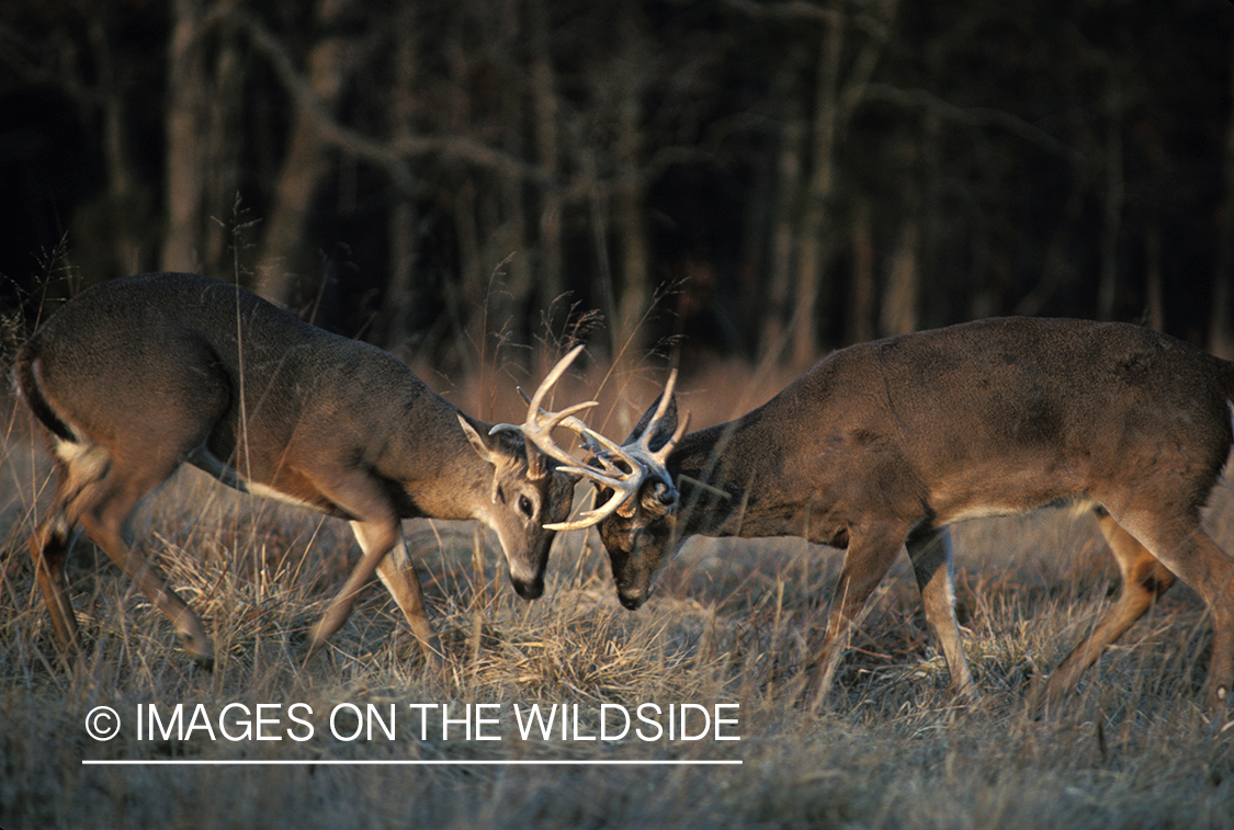 Whitetailed deer bucks in rut/ fighting