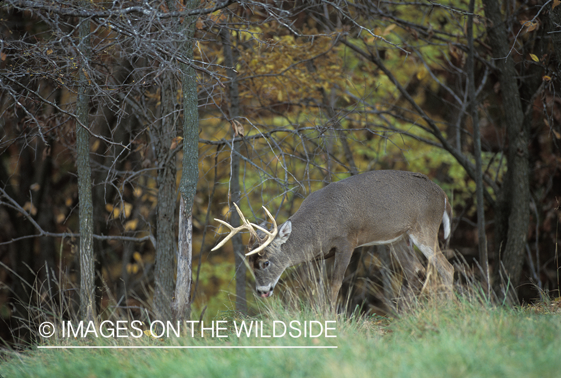 Whitetail deer in habitat.