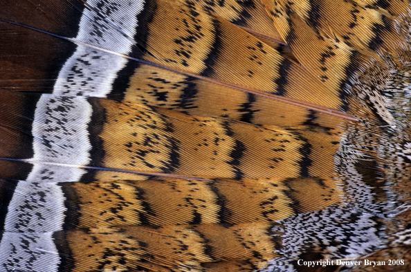 Close-up of ruffed grouse feathers