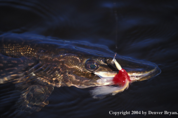 Northern Pike on fly.