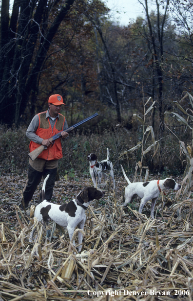 Upland game bird hunter with dogs hunting.