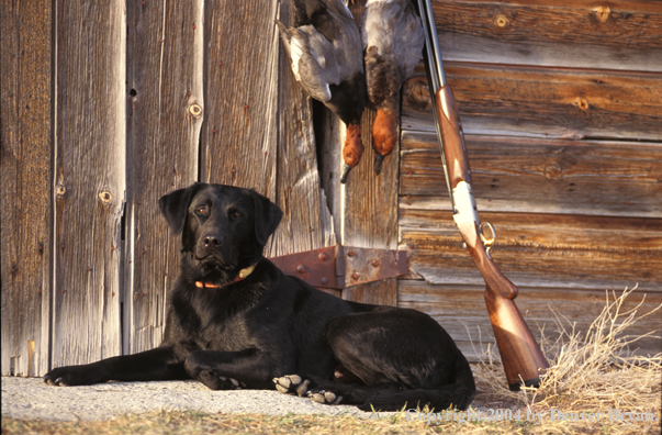 Black Labrador Retriever with shotgun and redhead drakes